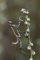 Empusa pennata, nimph