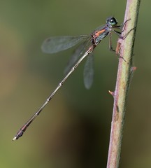 Lestes sponsa, male