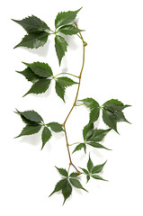 Twig of a climbing plant