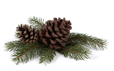 Two big pine cones on the white background