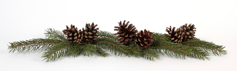 Pine cones on the white background