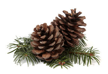 Two big pine cones on the white background