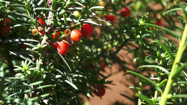 Busch mit Fr&uuml;chten Eibe Taxus-Arten