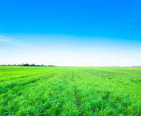 Obraz premium Grass Area Natural Beauty Country Meadow