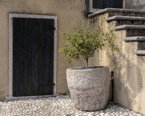 Small olive tree in stone pot front of the door.