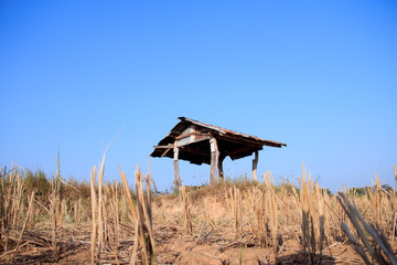 Farmhouse on the rice fields in asia