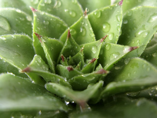 Houseleek plant, sempervivum tectorum, succulent - close up 6
