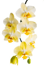 Obraz na płótnie Canvas Blooming branch of yellow orchid, phalaenopsis is isolated on wh