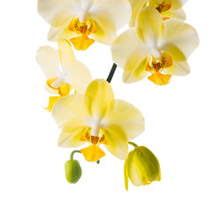 Naklejka na ściany i meble Blooming branch of yellow orchid, phalaenopsis is isolated on wh