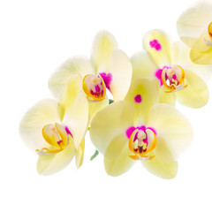 Fototapeta na wymiar Branch of blooming beautiful yellow with purple spots orchid flo
