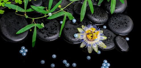 Fototapeta na wymiar spa concept of passiflora flower, green branches, zen basalt s