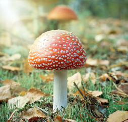 The fly agaric in the autumn forest