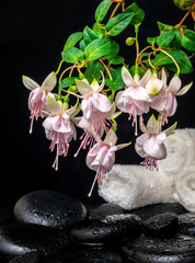 spa setting of branch pink fuchsia flower, towels and zen basalt