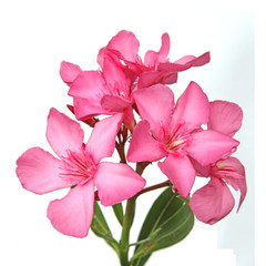 Fototapeta premium laurier rose