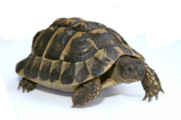tortue d'Hermann