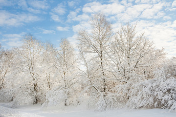 Fototapeta na wymiar winter wonder land - winter forest