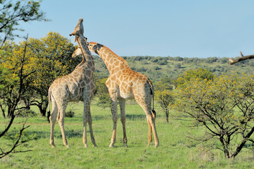 Naklejka na ściany i meble Two necking Giraffes