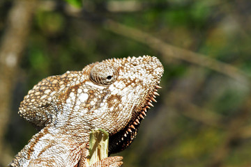 Oustalet's Chameleon (Furcifer Oustaleti) - Rare Madagascar Ende