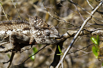 Oustalet's Chameleon (Furcifer Oustaleti) - Rare Madagascar Ende