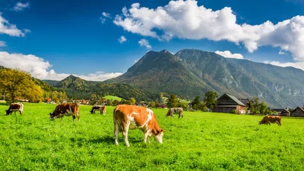  Kudde koeien grazen in de Alpen © shaiith