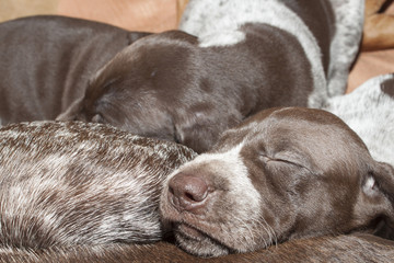 contented sleep, German shorthaired pointer puppy, one month old