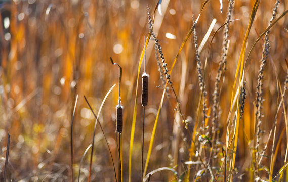 Catail and Reeds at Sunset