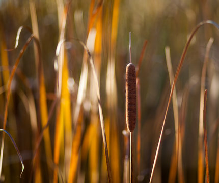 Catail and Reeds at Sunset