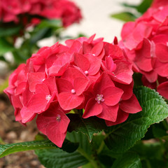 Hydrangea macrophylla