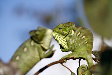 Fighting Chameleon - Rare Madagascar Endemic Reptile