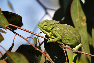 Carpet Chameleon (Furcifer lateralis) - Rare Madagascar Endemic