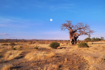 Foto op Aluminium Baobab with moon © Pixeltheater
