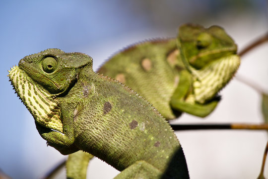 Fighting Chameleon - Rare Madagascar Endemic Reptile