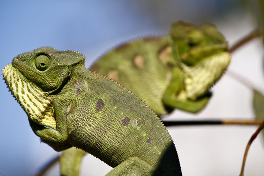 Fighting Chameleon - Rare Madagascar Endemic Reptile