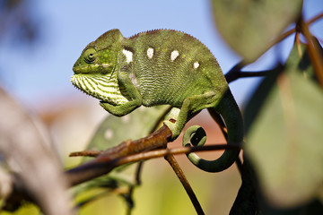 Carpet Chameleon (Furcifer lateralis) - Rare Madagascar Endemic