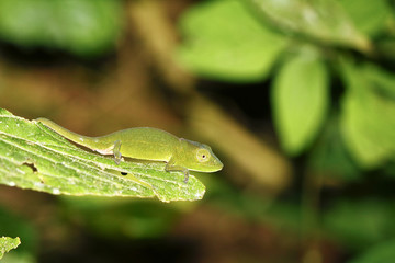 Short-nosed Chameleon (Calumma gastrotaenia) - Rare Madagascar E