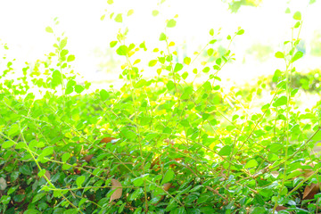 Abstract Small green leaves background.