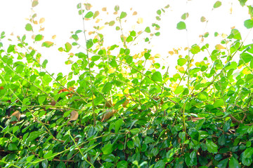 Fototapeta na wymiar Abstract Small green leaves background.