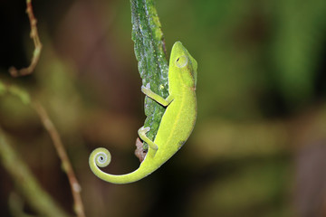 Short-nosed Chameleon (Calumma gastrotaenia) - Rare Madagascar E