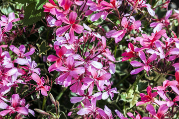 red storksbills in the meadow
