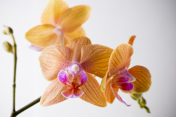 Obraz na płótnie Canvas Orchid.
