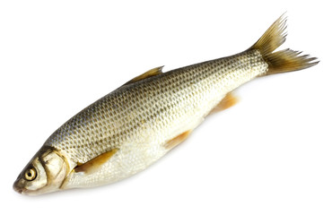 Raw fish isolated on white background