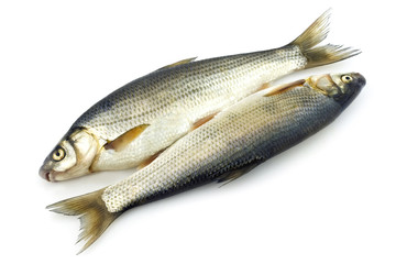 Raw fish isolated on white background