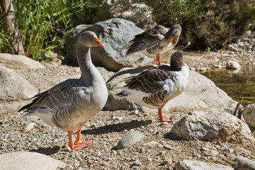 Group of gray goose cleaning and sunbathing