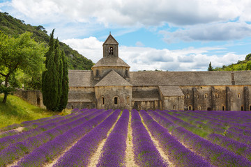 Abbey of Senanque and blooming rows lavender flowers