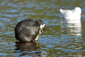 Eurasian Coot, Coot, Fulica atra