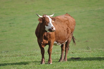 Vache