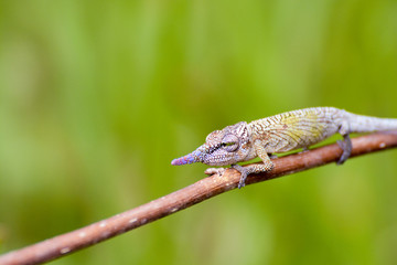 Cyrano Chameleon - Rare Madagascar Endemic Reptile