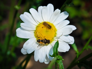 Obraz premium White camomile with bees