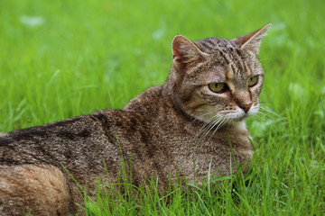 Chat