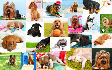 Collage of pretty dogs